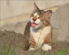 <p>Mia</p>